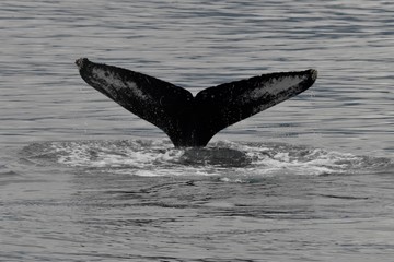 Humpback Whale Tail Fin