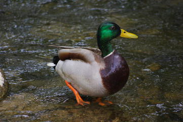 duck on the water