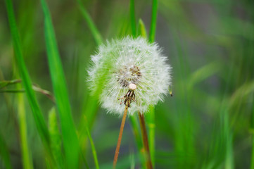 Fototapeta premium dandelion in the grass
