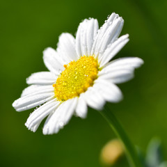 Fototapeta premium Kamille blüht im Frühling und Sommer im Garten