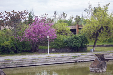 Pink tree next to lake in public park and statue of fish