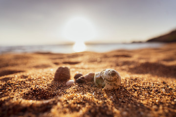 sea shell on the beach