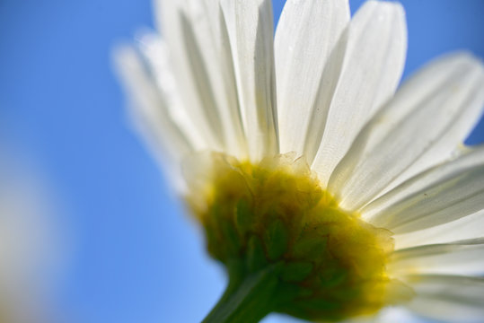 Kamille bl&uuml;ht im Fr&uuml;hling und Sommer im Garten, Gegenlicht