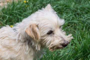 Portrait of a little White Terrier. Dog walking on the grass outdoors. Concept: veterinary, canine, kennel. Adorable Maltese Mix Breed Dog looking off to the side. Dog waiting owner on the street
