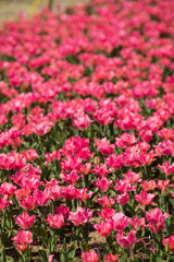 pink tulips bloom in the garden