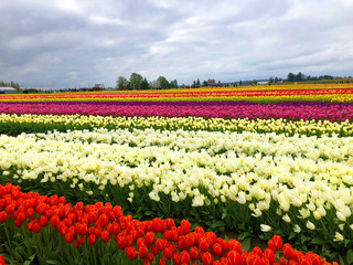 Magic tulip fields in Washington state