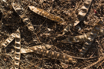 dry Autumn time leaves in view