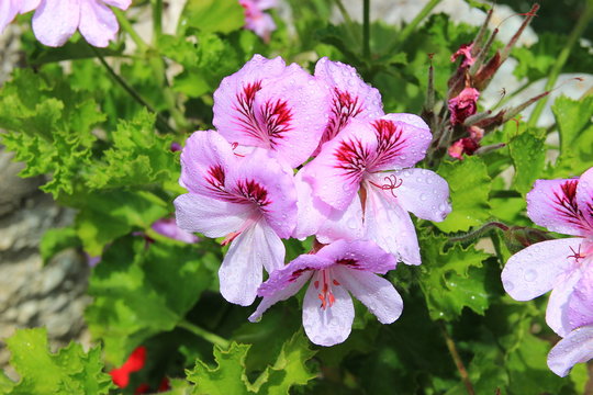 Raindrops on a pelargonium geranium plant's blooming flower in a garden. Shallow depth of field