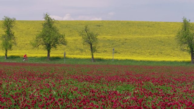 Unrecognizable biker in red riding bike by bikeway between flowering crimson clover and yellow rape fields. Bicyclist wheeling by bicycle path in flowers. Sport on nature near spring blooming meadow