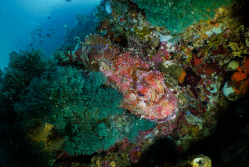 Northland scorpionfish, Scorpaena cardinalis, sits on a rocky outcropping in the South Pacific Ocean off New Zealand, Poor Knights Marine Preserve.
