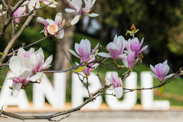 Pink with white magnolia. Spring Magnolia Tree. Blossoms in spring a magnolia flower. Desktop wallpaper