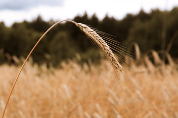 One spikelet of wheat is shot close-up on the background of the field, forest and sky. Summer harvest time.