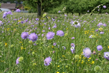 Cheerful meadow with bluebuttons