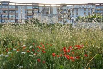 Suburban palace built on the edge of the countryside