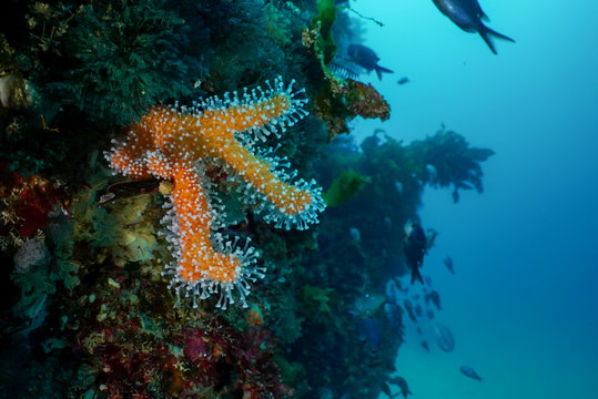 Orange finger sponge, Raspailia topsenti, growing at the Poor Knights Islands marine preserve of the South Pacific Ocean off New Zealand.