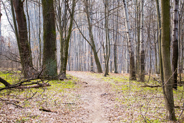Obraz premium The path leads through the various deciduous trees in the beech grove