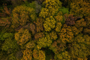 Aerial view on  forest from drone