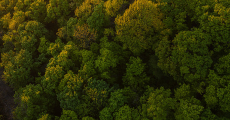 Aerial view on  forest from drone