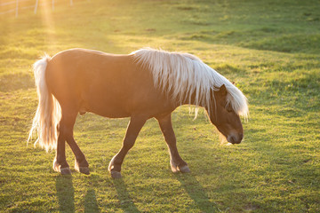Beautiful pony on the meadow with back sunlight