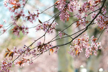 Branches of blooming sarura, photo with soft focus on a background of gentle blue sky and greenery.
Beautiful pink and blue background for text.
Floral nature spring abstract background.
Delicate pink