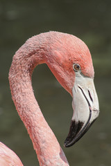 close up of flamingo