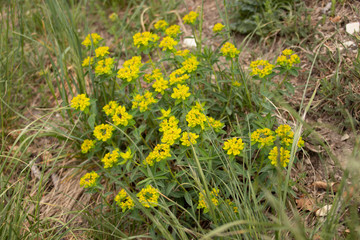 Das Warmtal auf der Schwäbischen Alb ist ein Rückzugsort für seltene Pflanzen