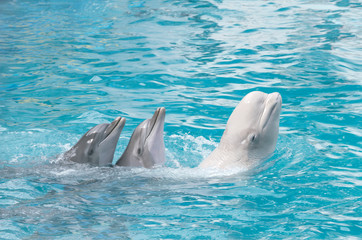 Speech of bottlenose dolphins and dolphinapterus leucas beluga with a raised head out of the water