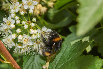 A bumblebee collects pollen and nectar from the flowers of a spirea bush.