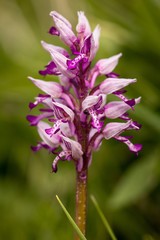 Das Warmtal auf der Schwäbischen Alb ist ein Rückzugsort für seltene Pflanzen