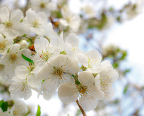 White cherry blossoms on branches against the sky