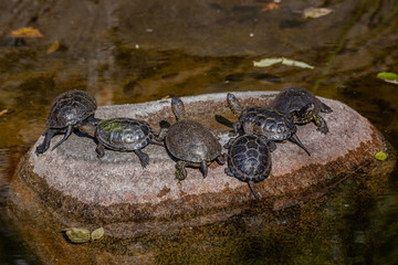 
small turtles on a stone in the pond