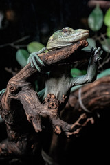 .Chameleon on a branch  front view