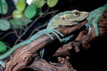 Chameleon on a branch  сlose-up