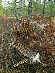 Two feathers of western capercaillie (Tetrao urogallus), also known as the wood grouse, heather cock, or just capercaillie on nest