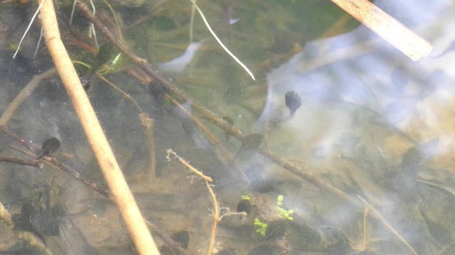Tadpoles of smooth newth, UHD