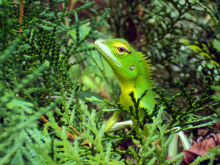 Green Chameleon 