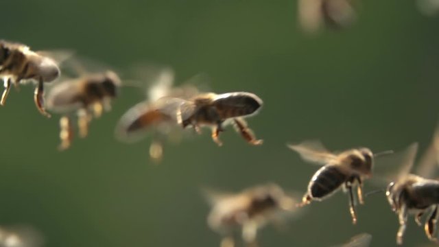 Bee swarm, bees flying arround plants