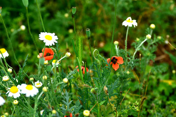 Red poppy flowers in green grass ,photo for banners,typography and printing 