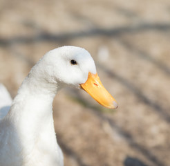 white duck in the park. goose. yellow beak