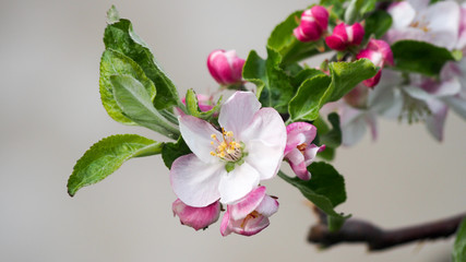 Rozwinięty kwiat jabłoni na gałązce