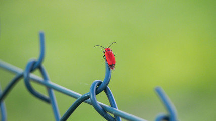 Czerwony robak na siatce ogrodzeniowej - obrazy, fototapety, plakaty