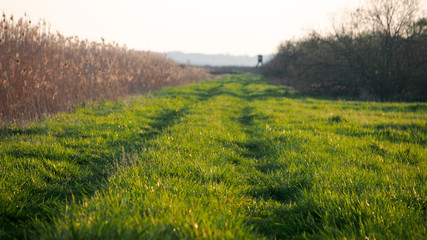 Fototapeta premium Zielony trakt na nadrzecznych łakach