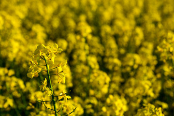 Yellow rapeseed field under blue sky