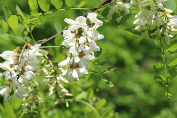 blossoming acacia tree