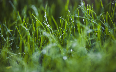 green fresh lawn grass. Beautiful green background