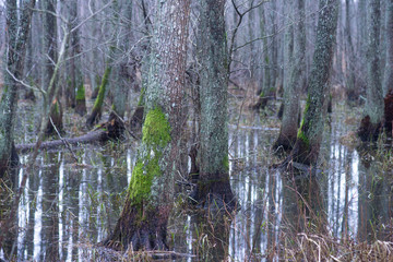 Tree trunk with green fungus in flooded forest