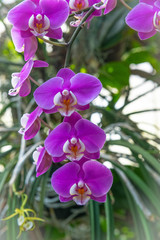 Fototapeta na wymiar Purple Hanging Orchids