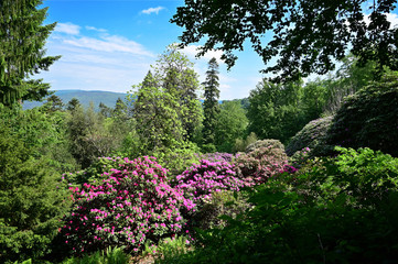 Rhododendren im Stadtwald