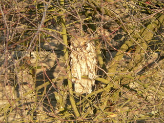 Long-eared owl (Asio otus), also known as the northern long-eared owl or, more informally, as the...