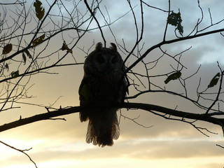 Long-eared owl (Asio otus), also known as the northern long-eared owl or, more informally, as the...